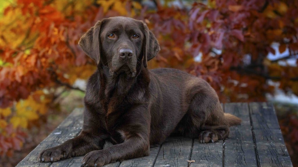 maeriarte-dog-fotography