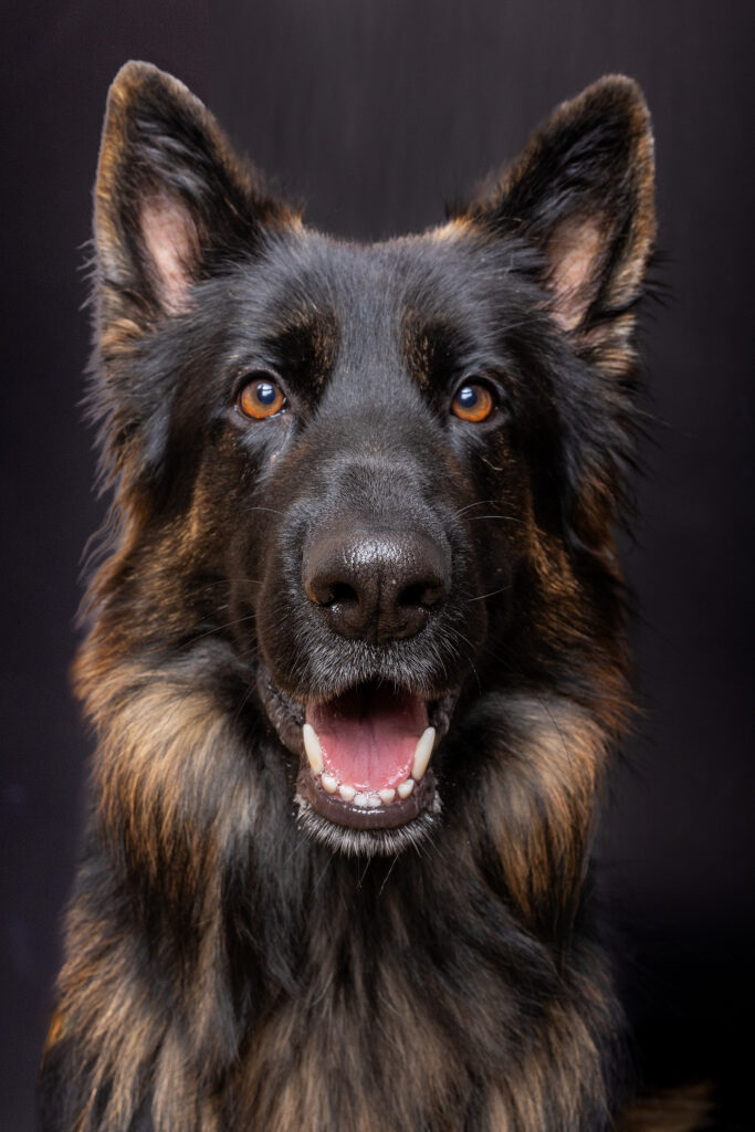 ritratti di cani provincia di treviso e oltre