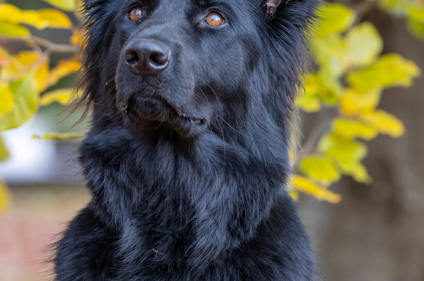 Come scegliere un fotografo per il tuo cane a Treviso (e non sbagliare)