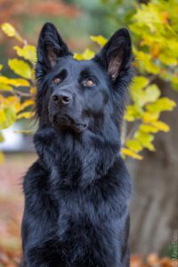 Come scegliere un fotografo per il tuo cane a Treviso (e non sbagliare)