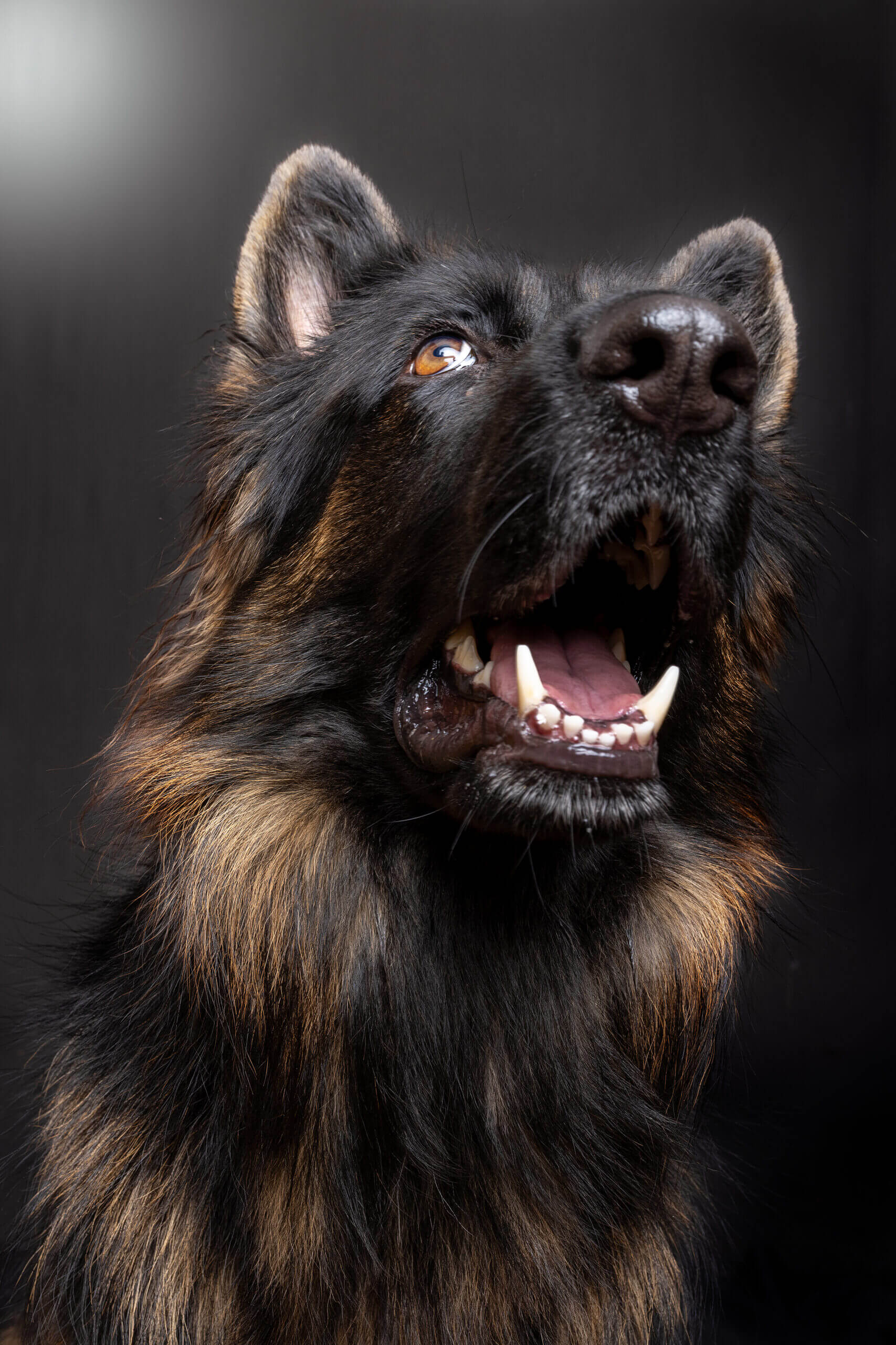 Pet photography provincia Treviso — Maeriarte